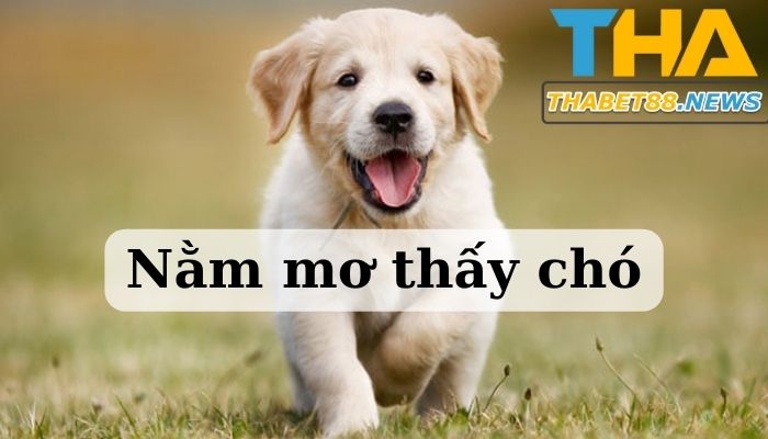 Nằm mơ thấy chó có phải điều tốt hay không?